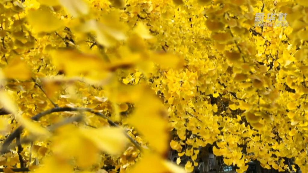 島城入畫(huà) 冬景如詩(shī)