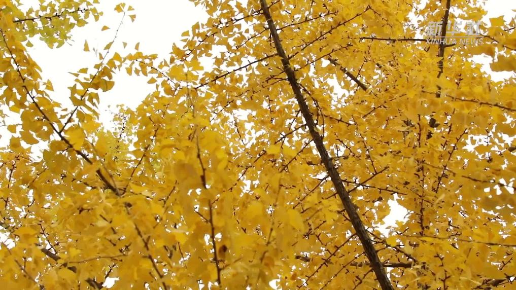 貴州桐梓：初冬杏葉黃 滿(mǎn)城盡染“金色”