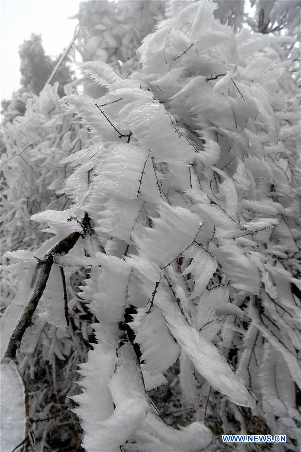 CHINA-JIANGXI-NANCHANG-FROST (CN)