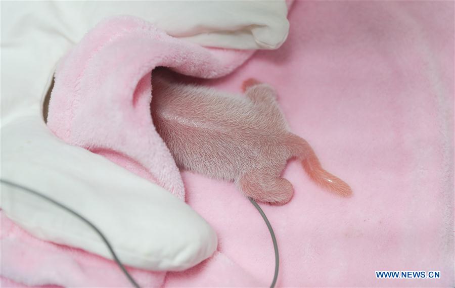 CHINA-CHENGDU-MALE-FEMALE PANDA TWINS (CN)