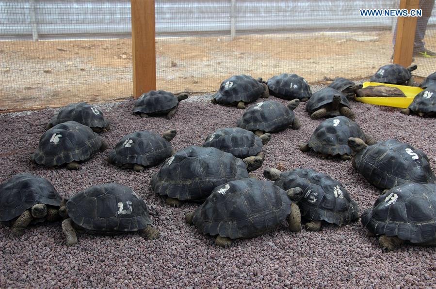 ECUADOR-BALTRA ISLAND-PERU-GIANT TORTOISES