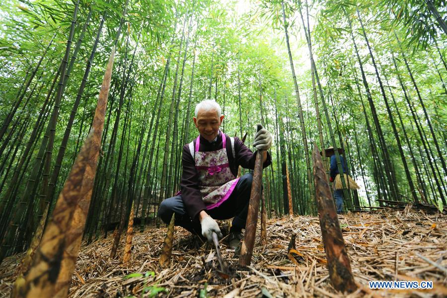 #CHINA-GUIZHOU-ECONOMY-BAMBOO SHOOT-HARVEST (CN)
