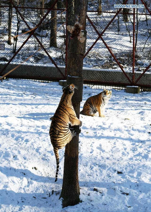 CHINA-HEILONGJIANG-SIBERIAN TIGER (CN)