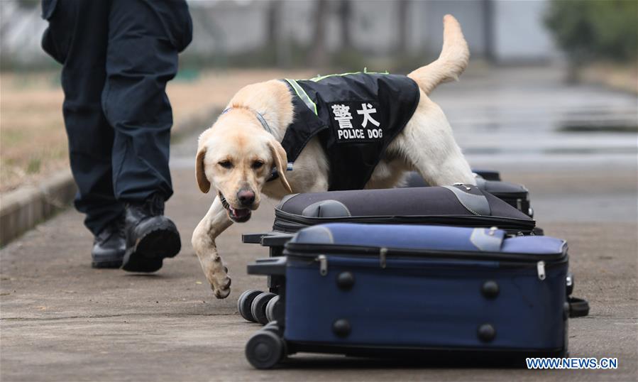 CHINA-HUBEI-WUHAN-POLICE DOG-TRAINING (CN)