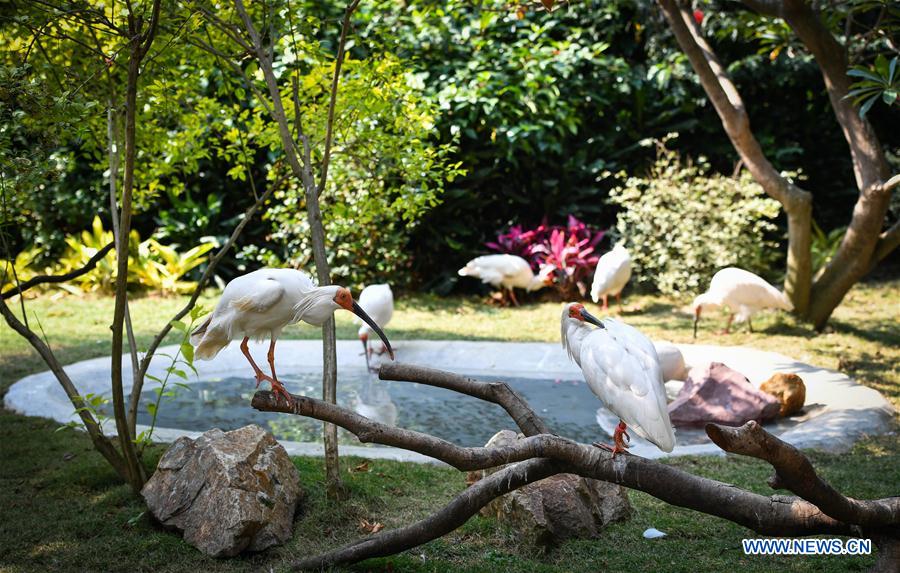 CHINA-GUANGDONG-CRESTED IBIS (CN)