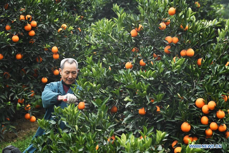 CHINA-CHONGQING-FENGJIE-NAVEL ORANGE (CN)