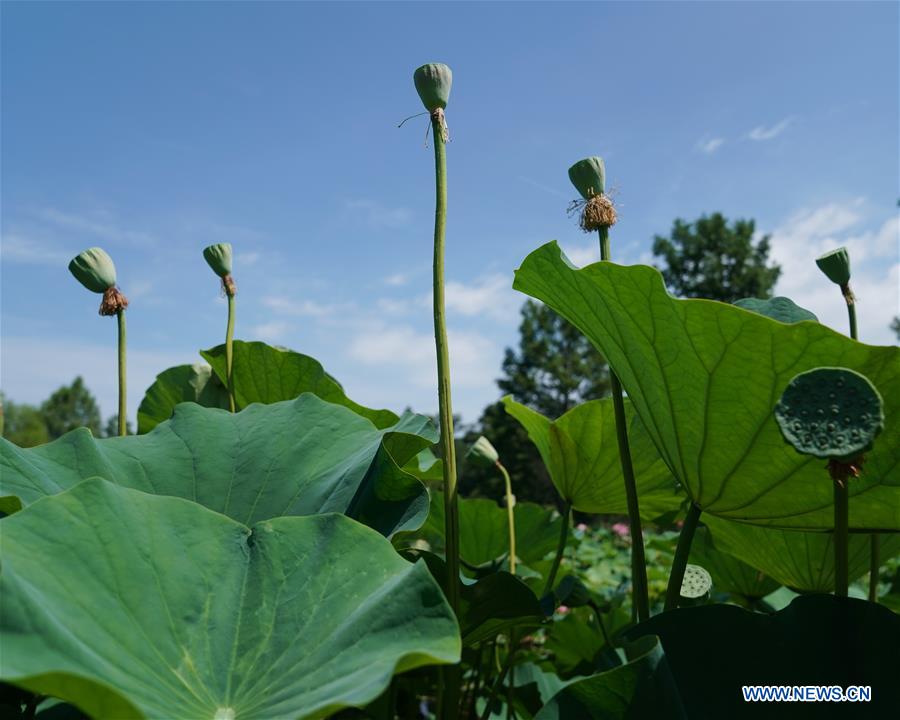 U.S.-WASHINGTON D.C.-SUMMER-GARDEN-SCENERY