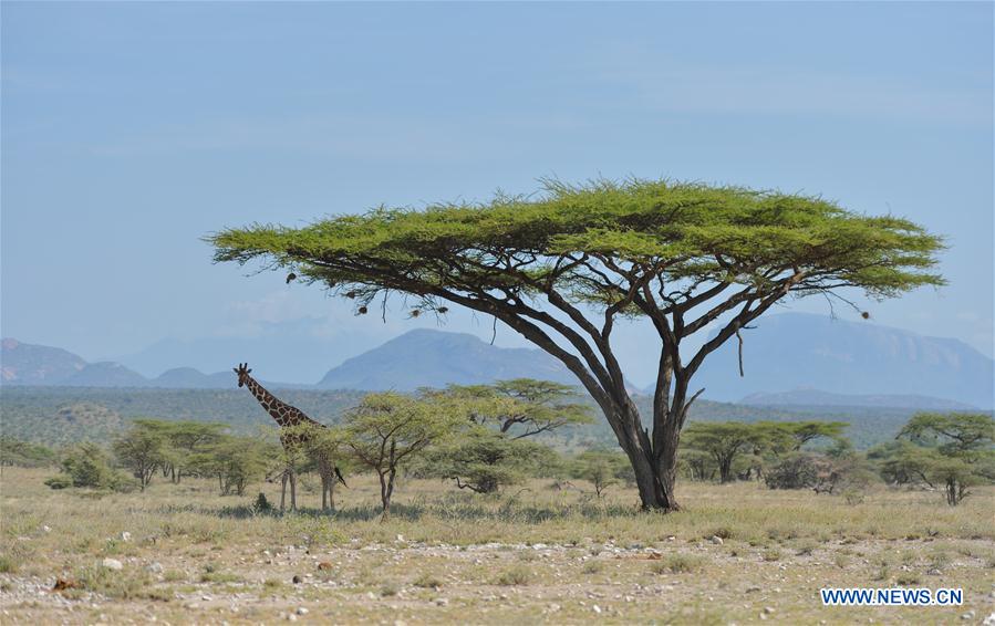 KENYA-ECOLOGY-CHINA-BEIJING-HORTICULTURAL EXPO-KENYA DAY