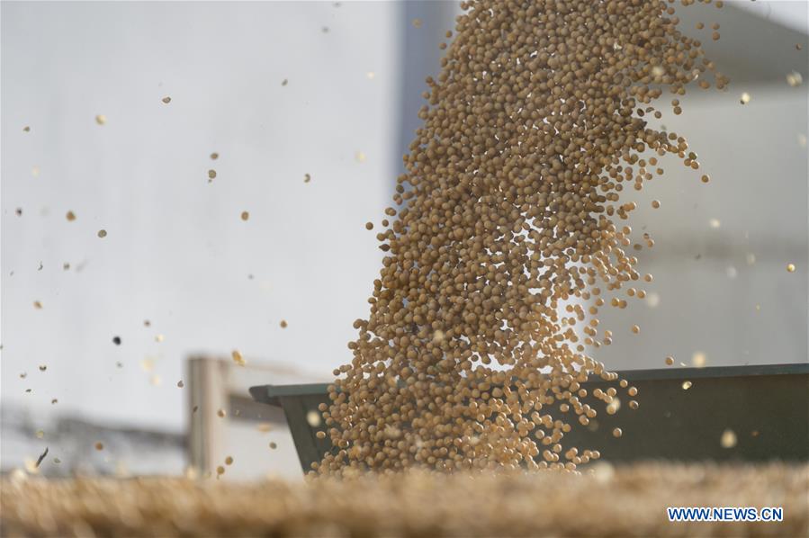 CHINA-HEILONGJIANG-HARBIN-AGRICULTURE-SOYBEAN-GRAIN PROCUREMENT (CN)