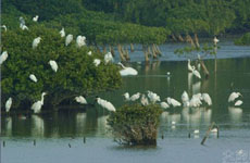 肯尼亞將制定國家計(jì)劃保護(hù)紅樹林