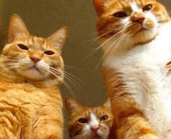 &ldquo;清倉式&rdquo;違規(guī)減持傷害了誰