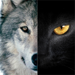 探針 | 2016：雙極，雙11