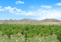 形成農(nóng)林牧、生態(tài)濕地等非主營(yíng)業(yè)務(wù)