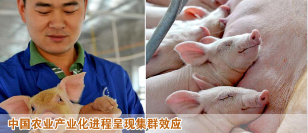 中國(guó)農(nóng)業(yè)產(chǎn)業(yè)化進(jìn)程呈現(xiàn)集群效應(yīng)