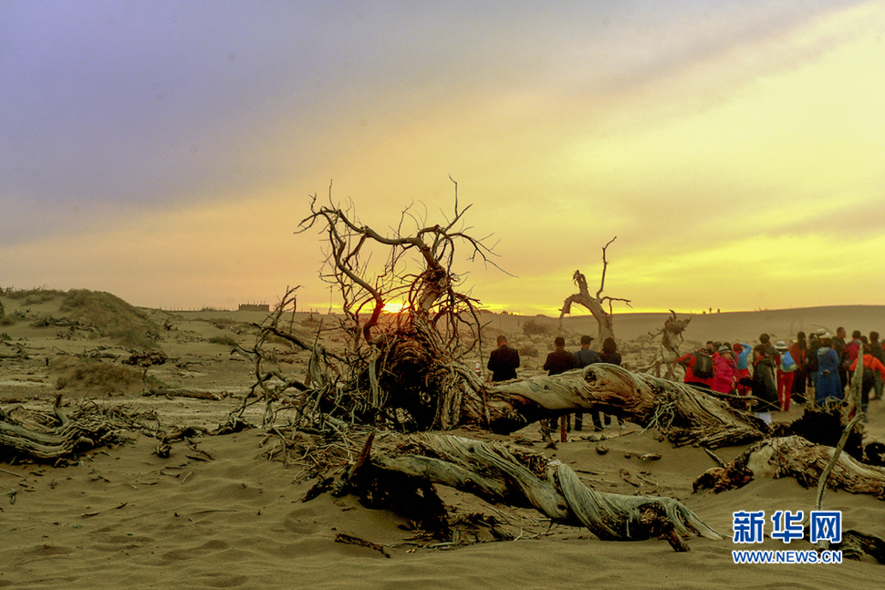 千年胡楊，不朽傳奇