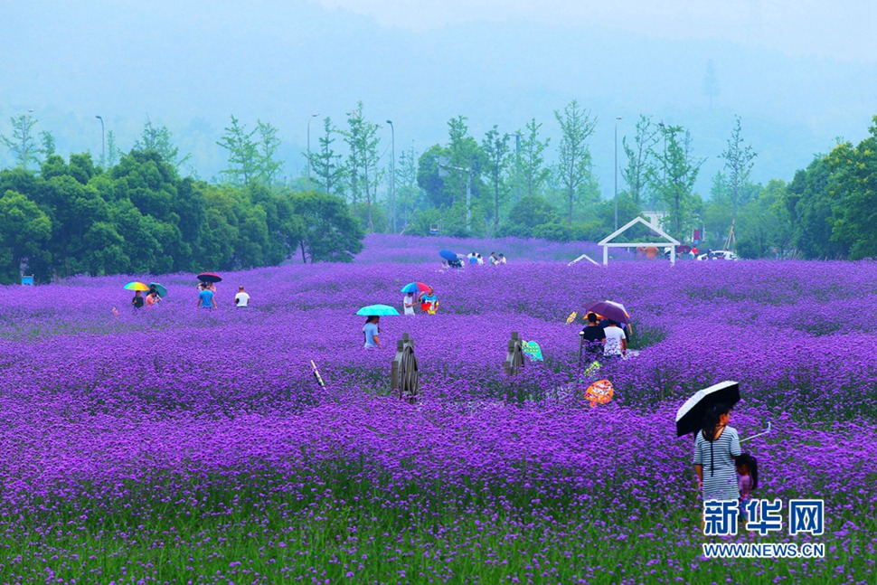 雨中游蓀湖花海，美翻了！