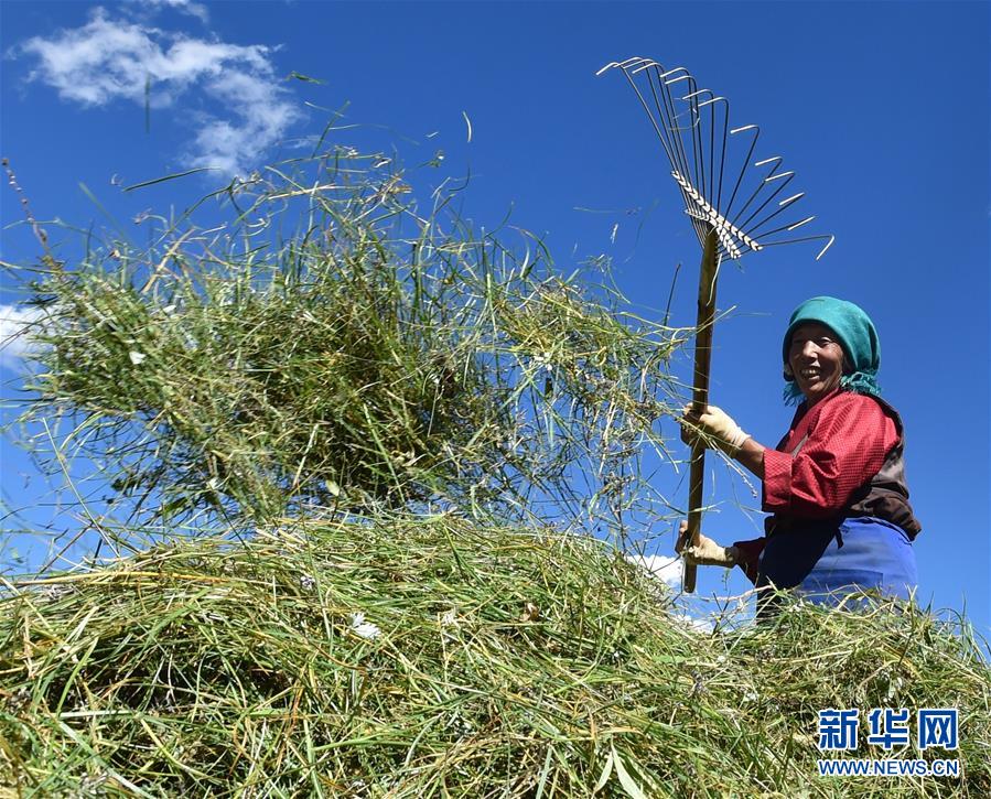 （社會(huì)）（9）西藏：牧草豐收儲(chǔ)&ldquo;冬糧&rdquo;