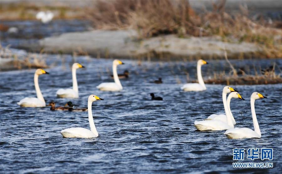 (環(huán)境)(1)候鳥(niǎo)天堂烏倫古湖濕地公園