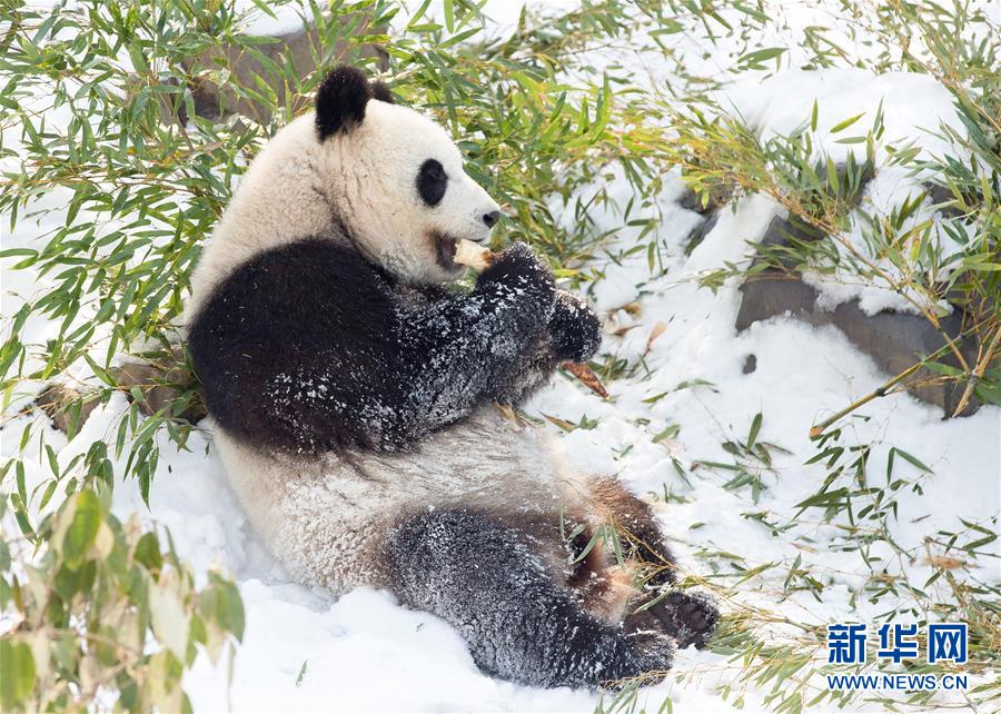 #（環(huán)境）（3）熊貓&ldquo;戲&rdquo;雪