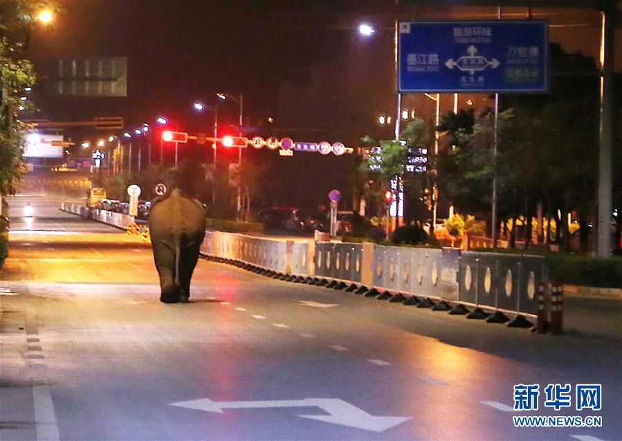 （社會(huì)）云南普洱鬧市區(qū)上演&ldquo;象出沒(méi)&rdquo;