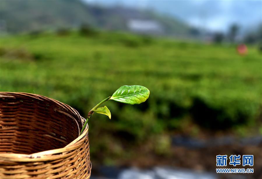 （經(jīng)濟(jì)）（6） 西藏墨脫：茶業(yè)變成致富&ldquo;金葉&rdquo;