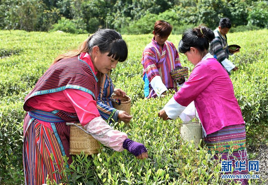 （經(jīng)濟(jì)）（3） 西藏墨脫：茶業(yè)變成致富&ldquo;金葉&rdquo;