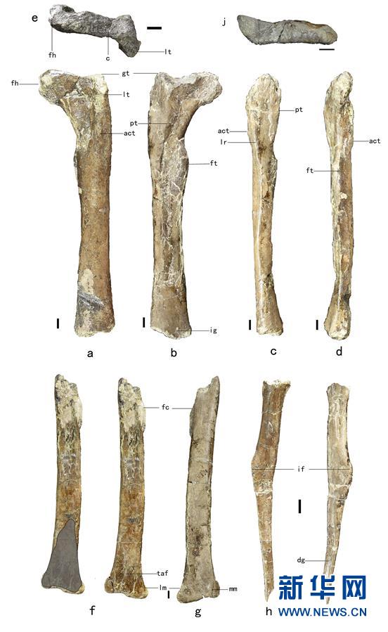 （XHDW&middot;圖文互動(dòng)）（2）山東諸城發(fā)現(xiàn)小型獸腳類恐龍&ldquo;趙氏怪腳龍&rdquo;