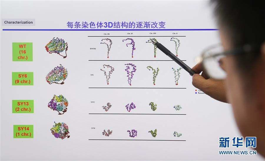 （新華全媒頭條&middot;圖文互動）（4）人造單條染色體真核細(xì)胞問世　我國開啟合成生物學(xué)研究新時代