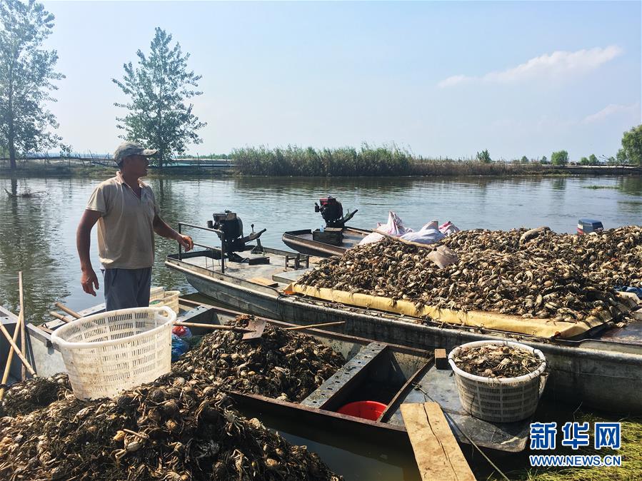 （新華視點(diǎn)&middot;圖文互動(dòng)）（1）上游洪水來襲下游魚蟹死亡，泄洪為何變泄污？