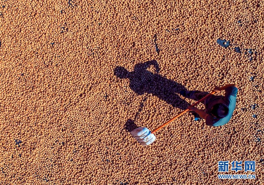 (在習(xí)近平新時(shí)代中國(guó)特色社會(huì)主義思想指引下——新時(shí)代新作為新篇章·鄉(xiāng)村振興戰(zhàn)略·圖文互動(dòng))(2)“小山貨”成為“黃金果”——河北涉縣山核桃“抱團(tuán)發(fā)展”贏市場(chǎng)