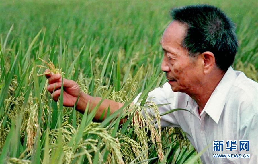 (改革先鋒風(fēng)采·圖文互動)(1)一顆稻谷的“中國貢獻”——袁隆平的追夢路