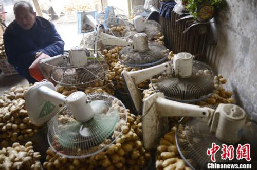 資料圖：山西太原蔬菜批發(fā)市場，姜販用多臺電風扇風干新鮮潮濕的生姜。<a target='_blank' ><p  align=