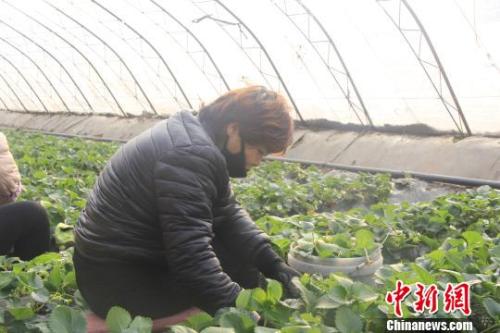 正值隆冬時(shí)節(jié)，山西省長(zhǎng)治市長(zhǎng)子縣天寒地凍，最低氣溫已有零下十幾度，當(dāng)?shù)氐氖卟舜笈飪?nèi)卻&ldquo;春意盎然&rdquo;、生機(jī)勃勃。　王維寧 攝