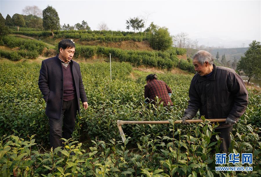 （在習(xí)近平新時代中國特色社會主義思想指引下&mdash;&mdash;新時代新作為新篇章&middot;鄉(xiāng)村振興戰(zhàn)略&middot;圖文互動）（2）老支書王興強的新&ldquo;茶事&rdquo;