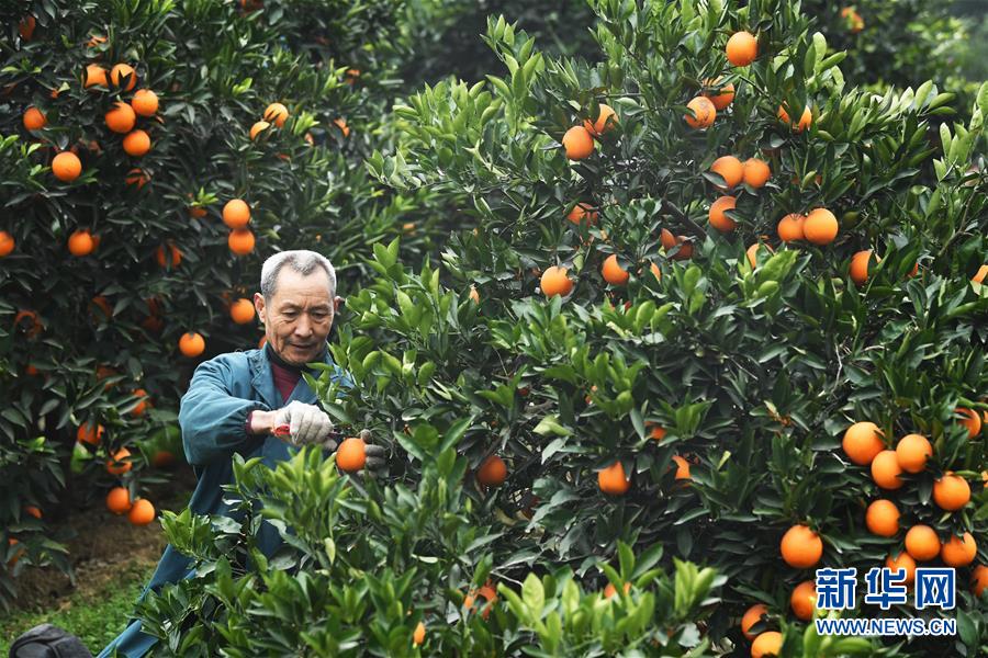 (新春走基層·圖文互動(dòng))(1)一個(gè)橙子的八年“蛻變史”