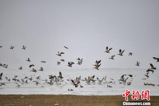 香格里拉&ldquo;綠肺&rdquo;納帕海：修復(fù)濕地生態(tài)變身候鳥天堂