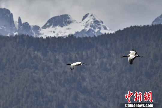 圖為在納帕海濕地上空飛翔的黑頸鶴。　劉冉陽 攝