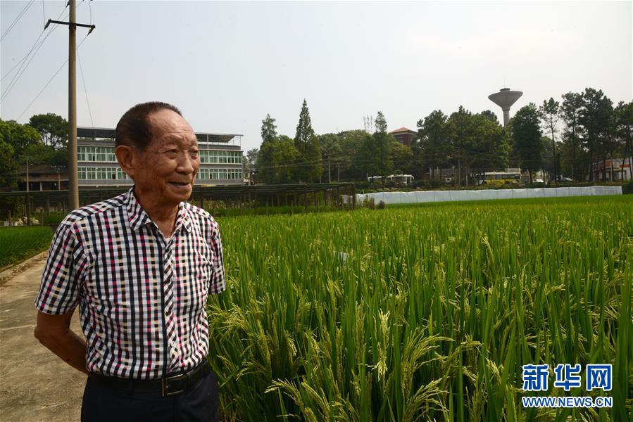 （愛國情 奮斗者&middot;圖文互動）（2）一顆稻谷里的愛國情懷&mdash;&mdash;記&ldquo;雜交水稻之父&rdquo;袁隆平