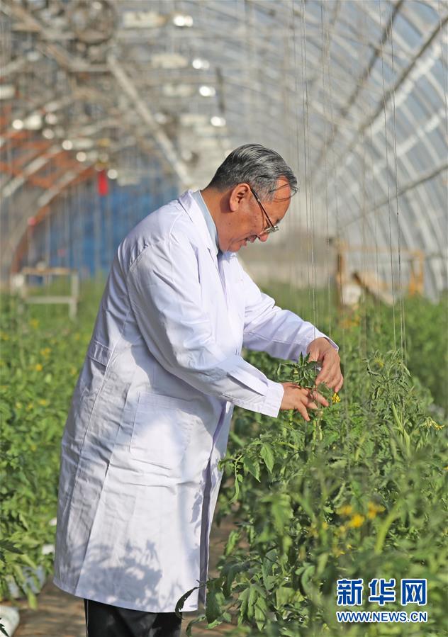 (新華全媒頭條·圖文互動(dòng))(3)和蔬菜“說(shuō)話”的人——中國(guó)工程院院士李天來(lái)的“棚菜人生”