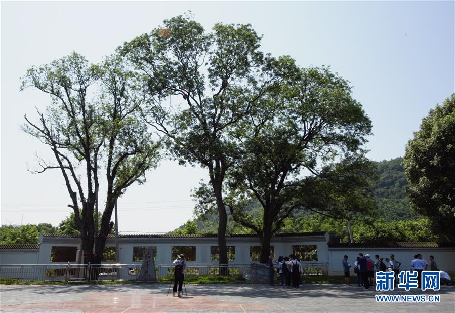 （壯麗70年&middot;奮斗新時代&mdash;&mdash;記者再走長征路&middot;圖文互動）（6）&ldquo;紅軍樹&rdquo;下憶初心、守初心