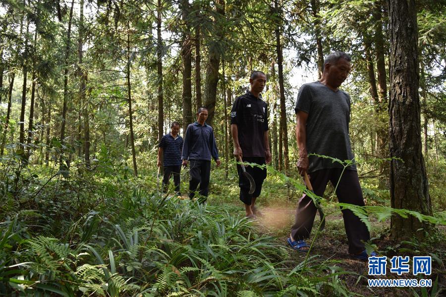 （愛(ài)國(guó)情 奮斗者&middot;圖文互動(dòng)）（1）貴州印江高石坎護(hù)林隊(duì)：半輩子，以林場(chǎng)為家