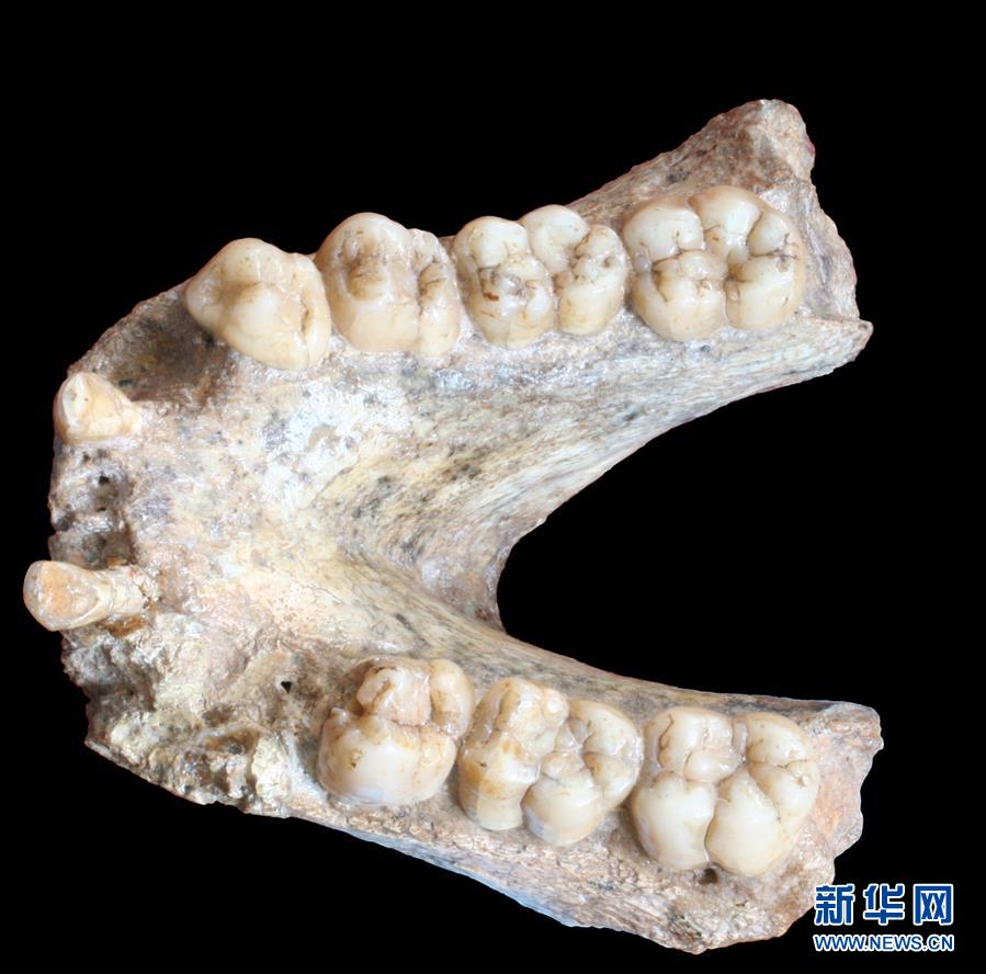(圖文互動(dòng))(2)科學(xué)家成功從190萬(wàn)年前巨猿化石中提取到遺傳物質(zhì)