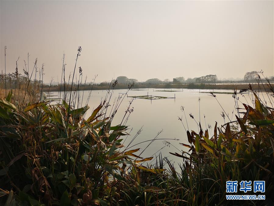 （新華全媒頭條&middot;圖文互動(dòng)）（6）大湖見證&mdash;&mdash;長三角三大淡水湖綠色發(fā)展之路