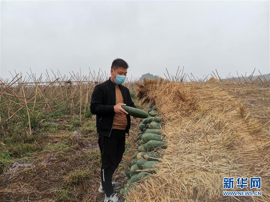 （聚焦疫情防控&middot;圖文互動(dòng)）（1）&ldquo;得知要送武漢 凌晨出來摘菜&rdquo;&mdash;&mdash;中國&ldquo;南菜園&rdquo;廣西全力抗疫保供應(yīng)