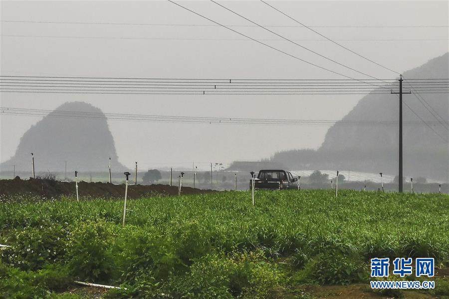 （聚焦疫情防控&middot;圖文互動(dòng)）（3）&ldquo;得知要送武漢 凌晨出來摘菜&rdquo;&mdash;&mdash;中國&ldquo;南菜園&rdquo;廣西全力抗疫保供應(yīng)