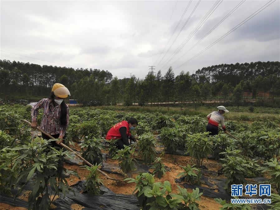 （圖文互動）（6）與疫情抗爭 與春光同行&mdash;&mdash;廣西農村春耕備耕一線觀察