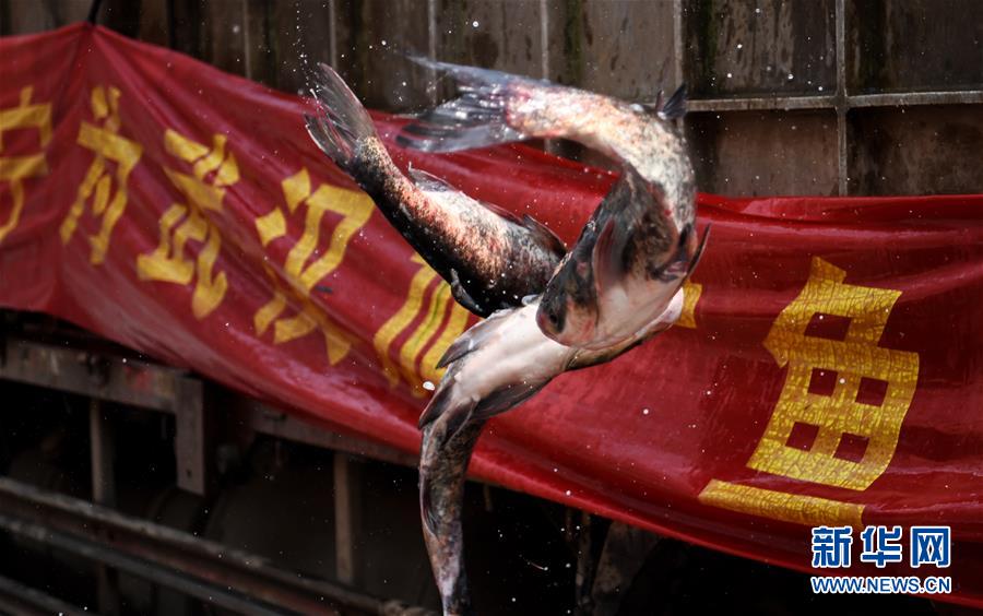 (聚焦疫情防控)(1)咸寧為武漢加“魚(yú)”