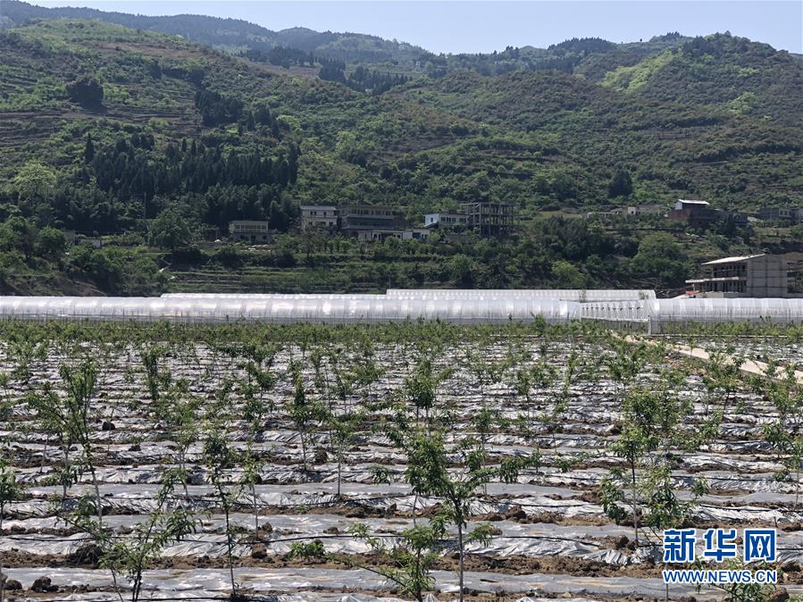 (決戰(zhàn)決勝脫貧攻堅(jiān)·圖文互動(dòng))(2)野奶角又見春天