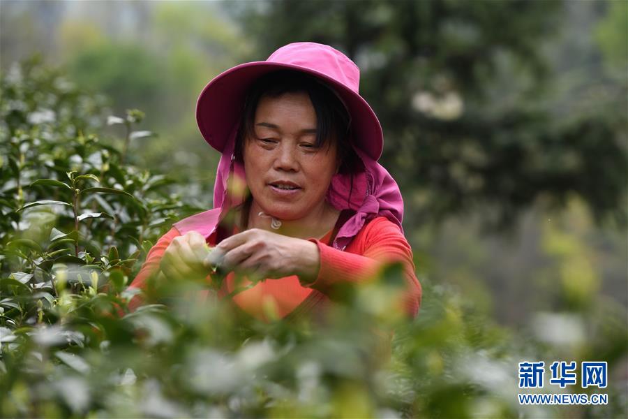 (新華全媒頭條·圖文互動(dòng))(2)紅土地上的“綠色減貧”決戰(zhàn)——大別山“將軍縣”金寨脫貧紀(jì)實(shí)