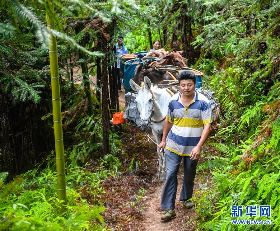 （決戰(zhàn)決勝脫貧攻堅(jiān)&middot;圖文互動(dòng)）（1）老余賣騾子